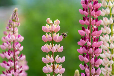 Bee collects honey from pink lupine flowers. Close-up on a green backgroundの写真素材