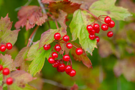 Ripe viburnum berries on a branch (Viburnum opulus) Close-up
