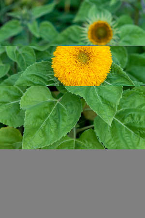 Bright yellow flower of decorative sunflower on the background of green leaves. Variety Teddy Bearの写真素材