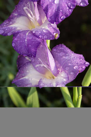 Purple gladiolus flowers after rain. Close-up. Selective focusの写真素材