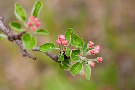 Branch of a flowering Apple tree on a green background. Pink inflorescences close-upの写真素材