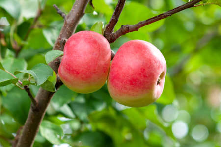 Red Ripe apples on a branch on a background of green foliage. Close-up on a sunny day. Siberia