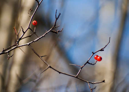 Hawthorn branch with berries. Branches on a blurred background of the sky and other treesの写真素材