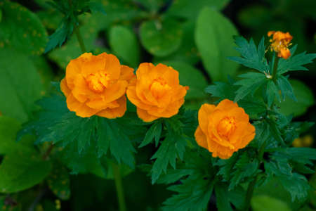 Bright orange globe-flowers on a green background on a Sunny day. TrÃ³llius.  Siberia