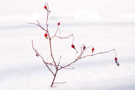 Wild rosehip bush with red berries on a winter sunny day. Close-up on a background of snow. Selective focusの写真素材