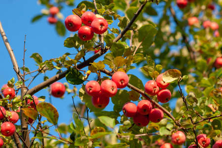 Red ripe Ranetki on a branch against the blue sky. Malus baccata, closeup on a sunny day. Siberiaの写真素材