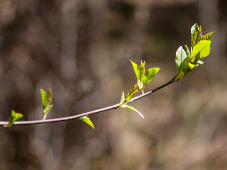 A branch with blooming leaves. Close-up. Selective focus