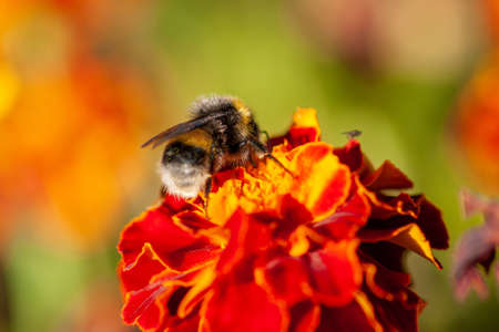 A bee collects honey from yellow marigold flowers (Tagetes). Close-up on a green background. Selective focusの写真素材