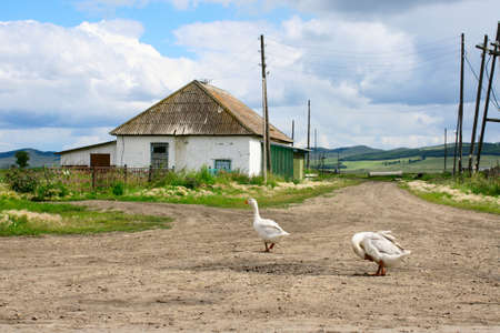 Domestic geese are walking on a country road on a sunny summer dayの写真素材