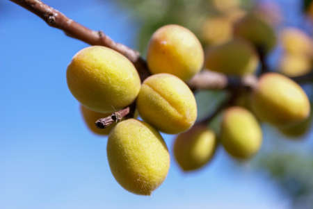 Ripe Siberian apricots on a branch. Shot in sunny weather against a blue sky. Selective focusの写真素材