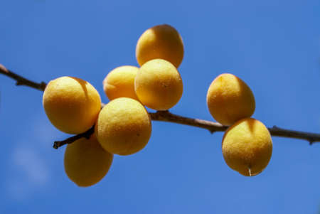 Ripe Siberian apricots on a branch. Shot in sunny weather against a blue sky. Selective focusの写真素材