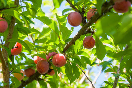 Branch Plums with ripe red fruits and green leaves in sunny weatherの写真素材