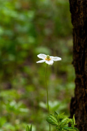 Forest anemone (Anemone sylvestris) is a perennial plant. White forest flower next to a tree. Close-up. Selective focusの写真素材