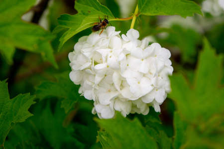 Fluffy flower of Viburnum Baldeneisee with a bee collecting nectar