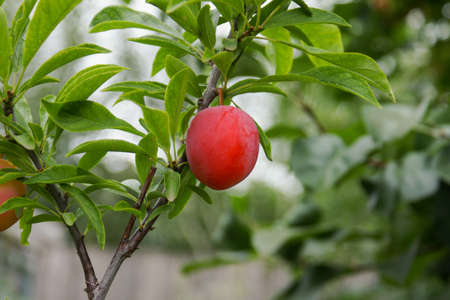 Branch Plums with ripe red fruits and green leaves in sunny weatherの写真素材