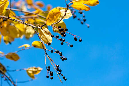 Bird cherry branch with ripe berries and yellow leaves against the blue sky. Autumn. Close-up....