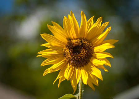 Blooming sunflower on a blurry background of foliage. Close-up on a sunny day. Selective focusの写真素材