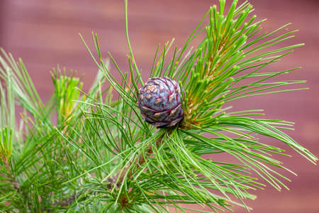 Fluffy cedar branche with long needles and young cedar bump