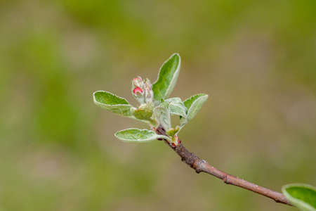 Branch of a flowering Apple tree on a green background. Pink inflorescences close-up