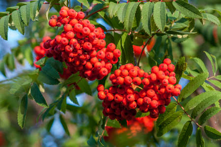 Rowan branches with bunches of red ripe berries. Close-up on a background of green leaves on a sunny dayの写真素材