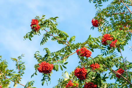 Rowan branch with a bunch of red ripe berries. Close-up on a background of blue sky.