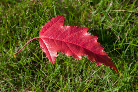Red maple leaf lies on the green grassの写真素材
