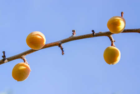 Ripe Siberian apricots on a branch. Shot in sunny weather against a blue sky. Selective focusの写真素材
