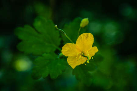 Yellow celandine flower (Chelidonium) close-up on a background of greenery. Selective focusの写真素材