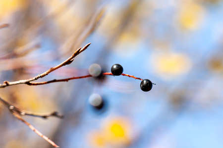 Bird cherry branch with ripe berries and yellow leaves against the blue sky. Autumn. Close-up....
