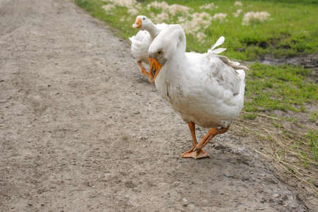 Beautiful white geese walk on a country road. Rural landscape. Close-upの写真素材