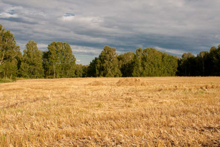Golden stubble on a mown wheat field. Field under a blue sky with clouds and forest in the background.の写真素材