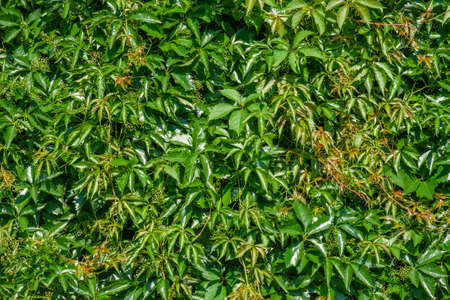 Green wall of thickets of leaves of wild five-leafed grapes. (Parthenocissus quinquefolia). Leaves closeup, background pattern, textureの写真素材