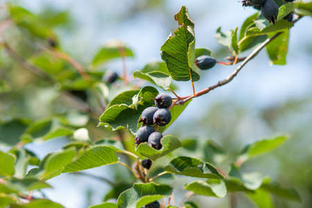 Branch Irga (Amelanchier) with ripe blue berries and green leaves. Close-up against the blue skyの写真素材