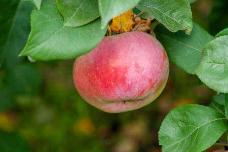 Red Ripe apples on a branch on a background of green foliage. Close-up on a sunny day. Siberia