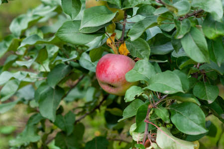 Red Ripe apples on a branch on a background of green foliage. Close-up on a sunny day. Siberiaの写真素材