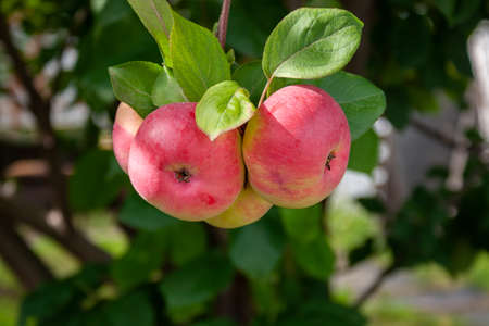 Red Ripe apples on a branch on a background of green foliage. Close-up on a sunny day. Siberiaの写真素材