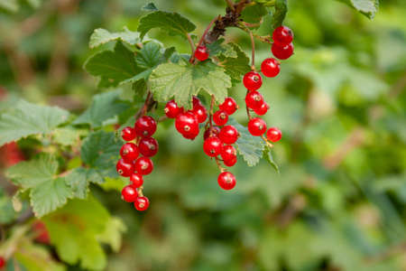 Bouquet of red currant berries (Ribes rubrum) on a branch with leaves close-up in sunny weatherの写真素材