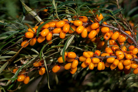Ripe sea-buckthorn berries stuck around the whole branch. Close-up on a background of leaves on a sunny dayの写真素材