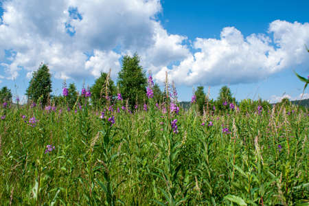Green field with pink flowers of fireweed (Ivan - tea) on the background of the forest and blue sky with cloudsの写真素材