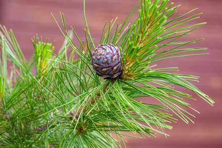 Fluffy cedar branche with long needles and young cedar bumpの写真素材