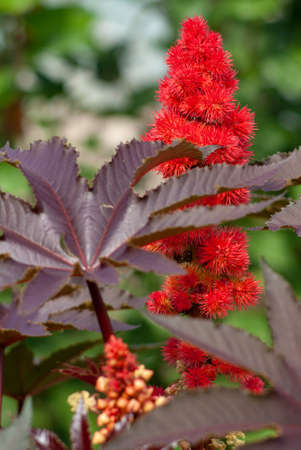 Close-up of Ricinus communis with red flowers