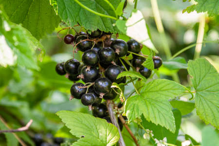 Bouquet of blackcurrant berries (Ribes nigrum) on a branch with leaves close-up in sunny weather