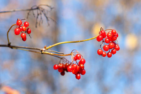Ripe viburnum berries on a branch on a sunny day (Viburnum opulus). Close-up on a background of blue skyの写真素材