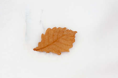 Winter frost on an Oak leaf with frost covered background. Landscape with copy space.