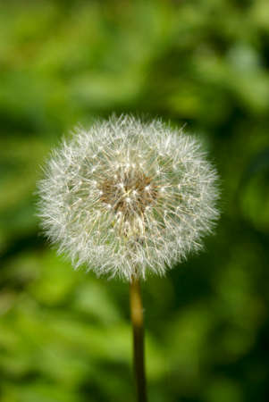 Dandelion flower with fluffy seeds. Close-up on a green background. Selective focusの写真素材