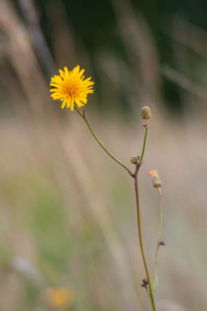 Yellow flower Field Thistle (Sonchus Arvensis). Close-up on a background of greenery. Selective...