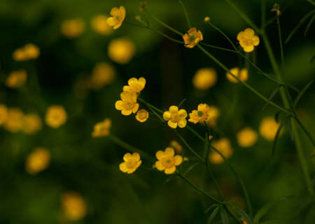 Yellow forest buttercup on the background of green grass (Ranunculus acris)
