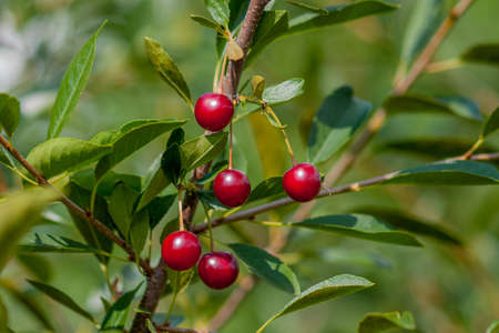 A branch of felt cherry (Prunus tomentosa) with ripe berries. Close-up on a green background in sunny weather.の写真素材