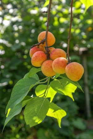 Ripe Siberian apricots on a branch. Shot in sunny weather on a blurry background of foliage. Selective focusの写真素材