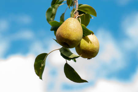 Ripe pears on a branch against the blue sky. Close-up on a sunny day. Selective focus. Siberia